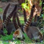 coati1